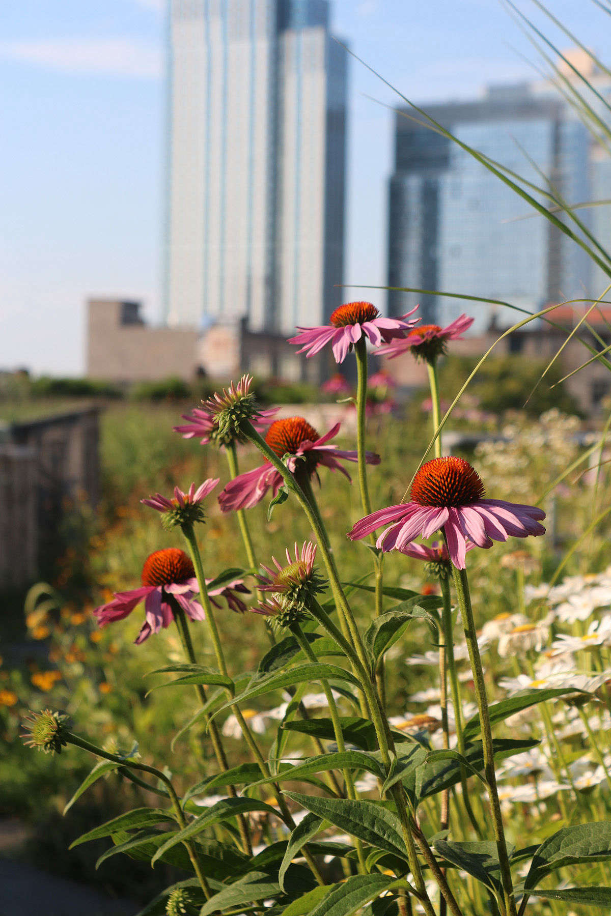 The rigidly vertical echinacea are always softened by clumps of grasses (whose sculptural peak is early fall, when they bloom, and into winter) and soft white pools of Shasta daisies.
