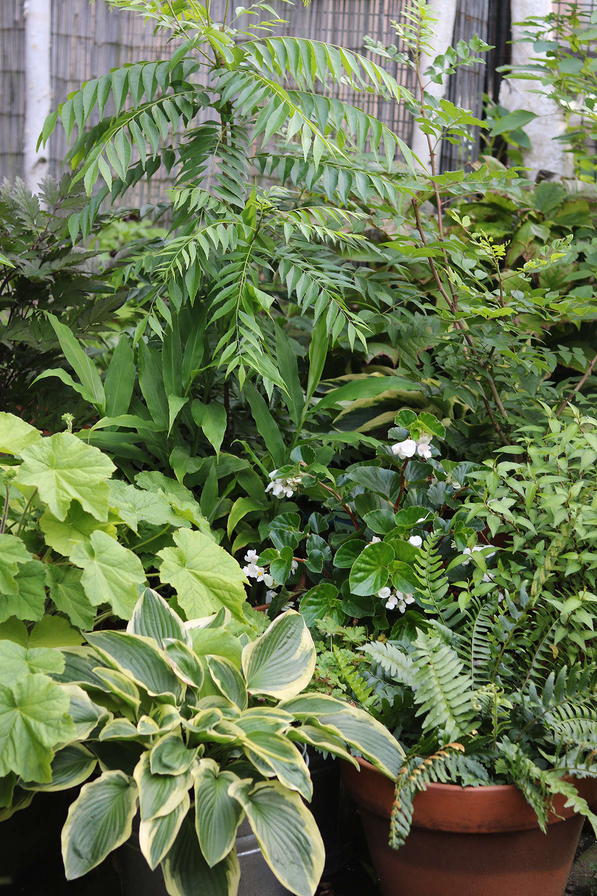 Sub tropical edibles share space with more familiar shade lovers like hostas, native ferns, heucheras and snakeroot, and begonias. The curry leaf tree (center, rear, with pinnately compound leaves) loves humid summers and puts out lush new growth after an indoor winter.