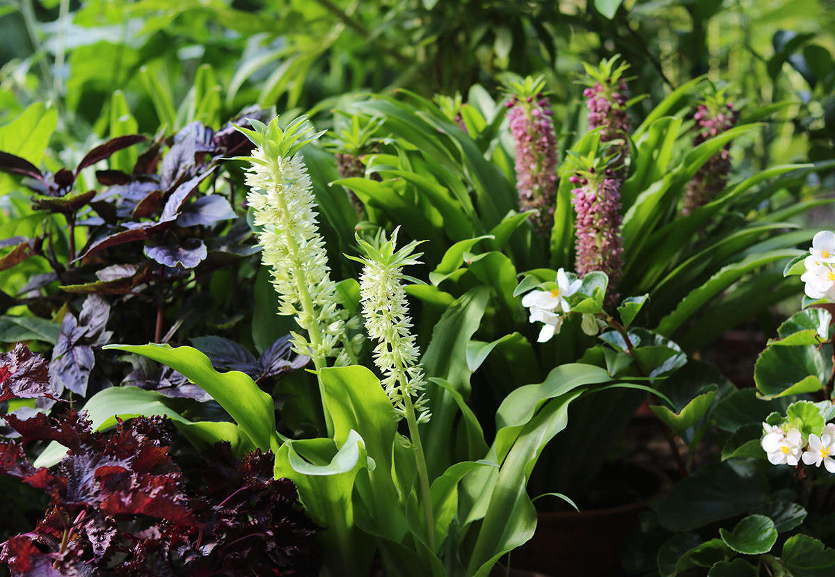 Pineapple lilies have won my heart. While they are slow to start, by high summer they are in bloom, and their juicy flower spikes stay attractive through fall.