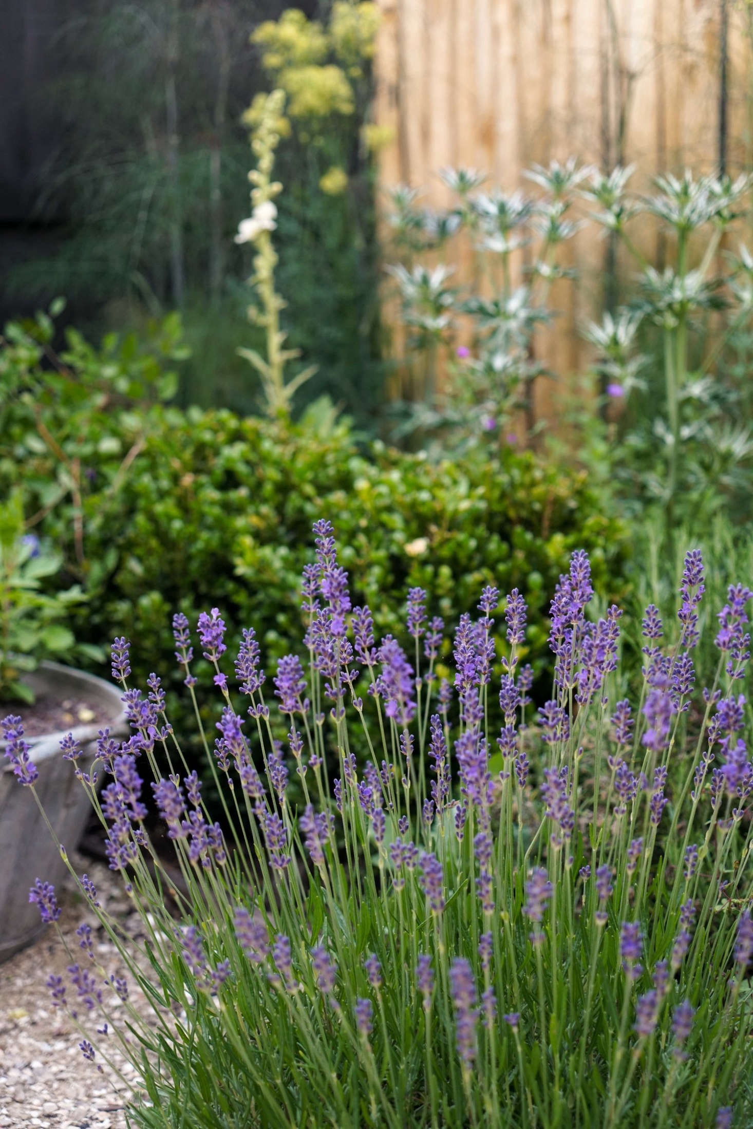 Lavenders create loose sculptural balls in the gravel.