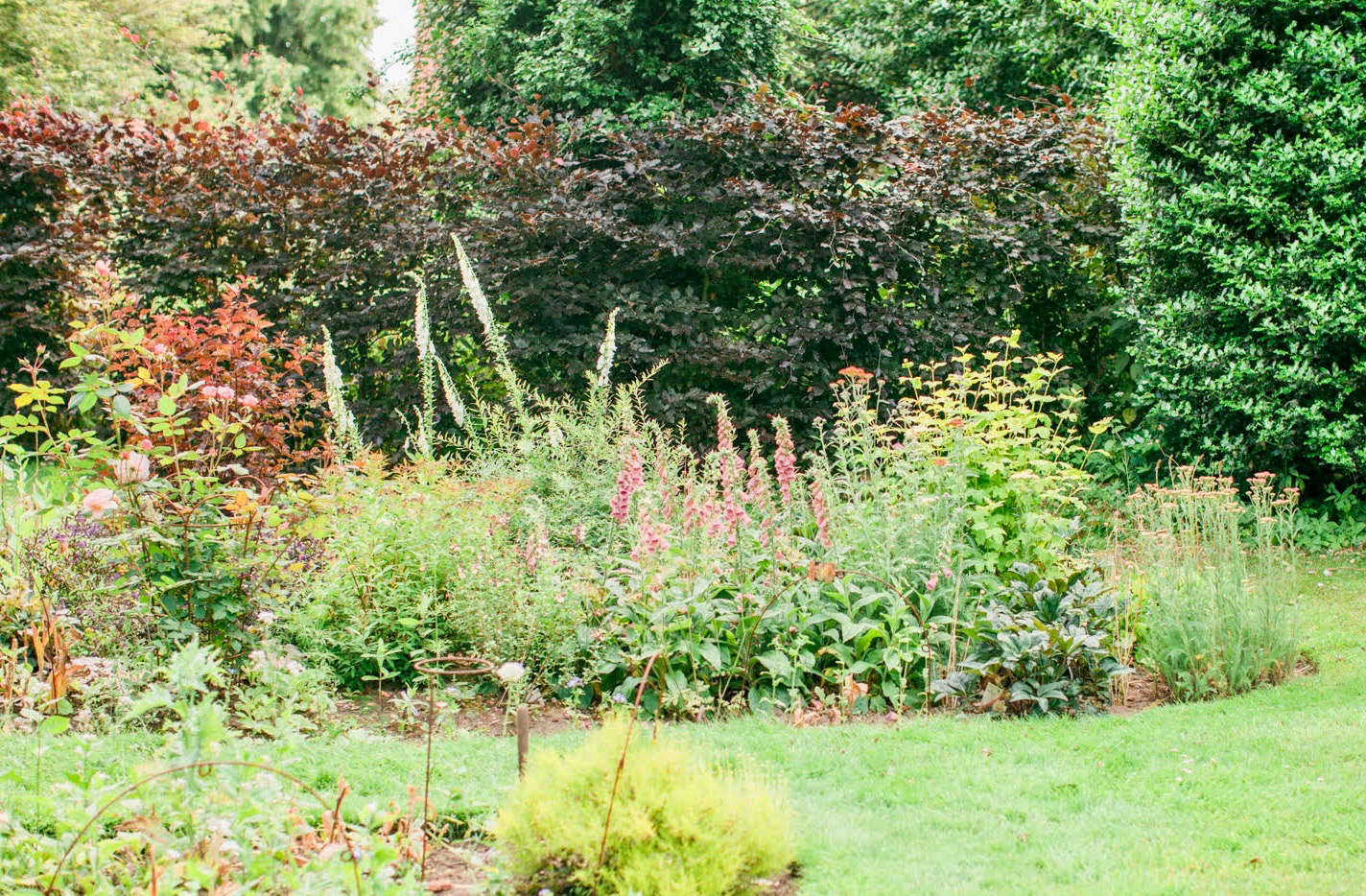 Over the years the vegetable beds slowly have been commandeered for growing flowers for cutting, including ranunculus, dahlias, astrantia, roses, and annuals.