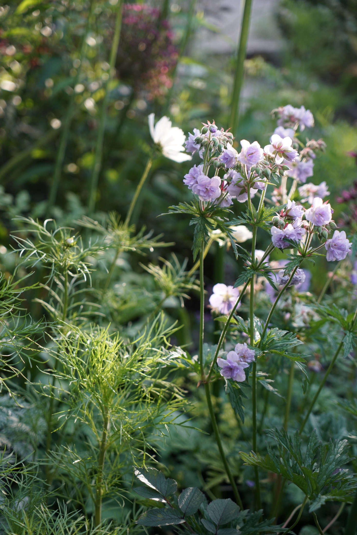Geranium pratense ‘Cloud Nine’.