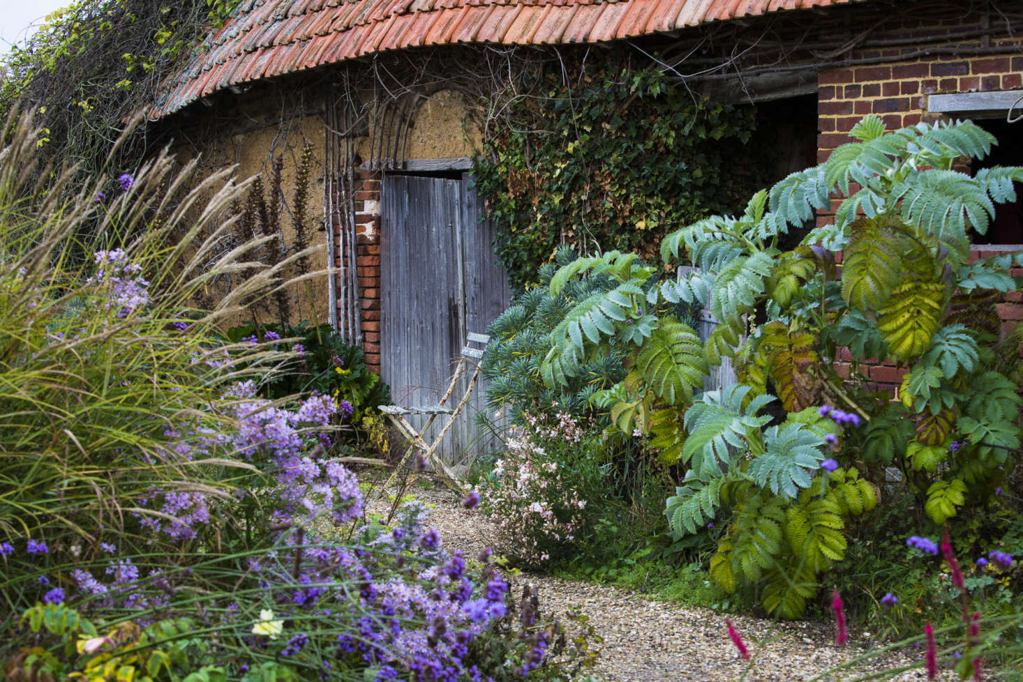 Informal planting around the old barns, including euphorbia and Melianthus major.