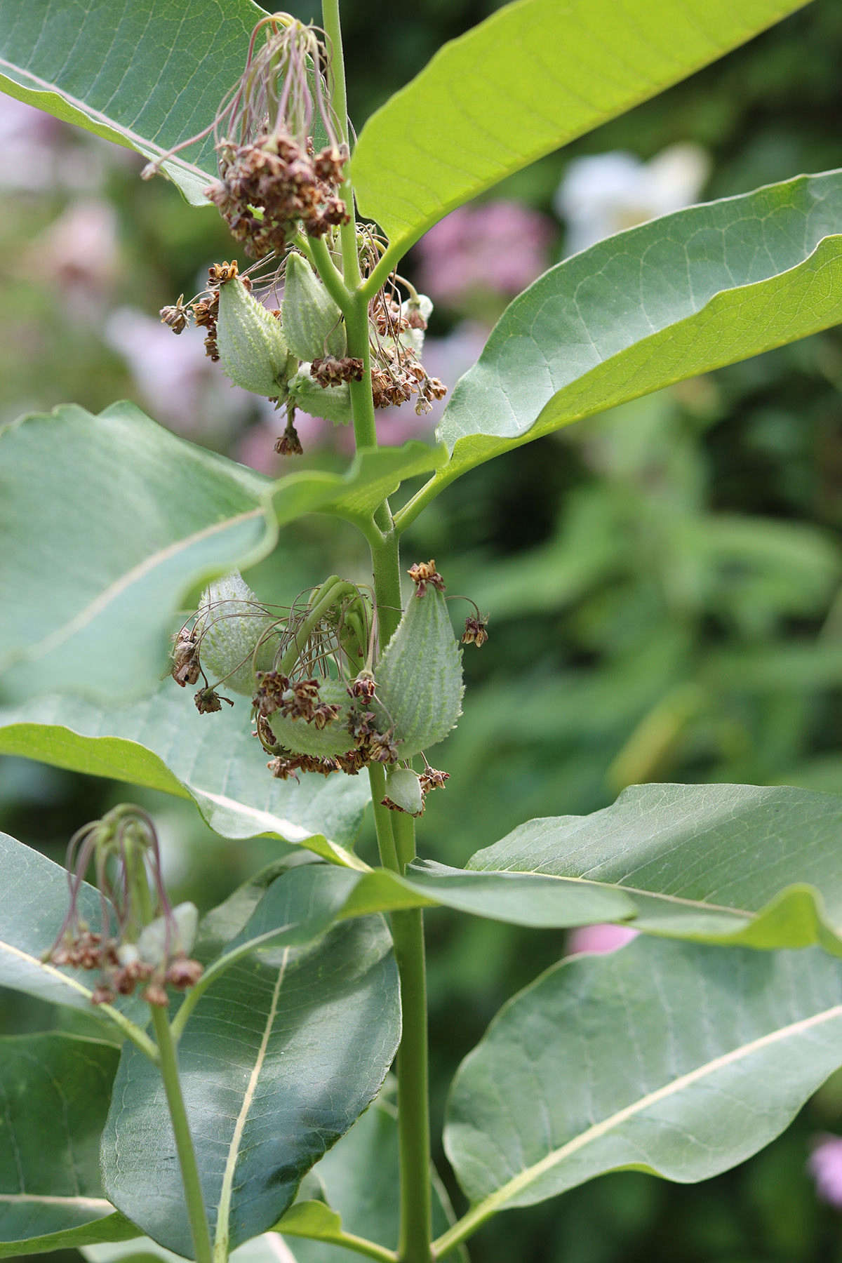I save some milkweed pods for seed, and eat the rest (blanch in boiling water for 30 seconds to dispel the latex from the cut end, then roast, deep fry, or sauté).