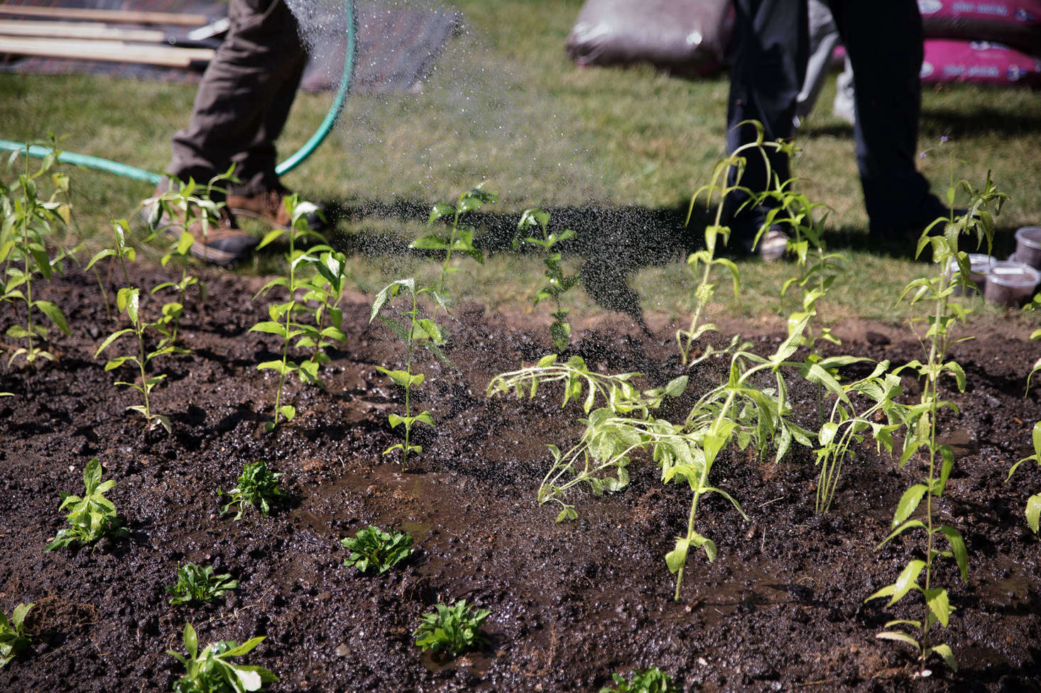The team from New England Wild Flower Society recommends that you keep your plants moist on planting day. A layer of mulch after you water will help maintain moisture.