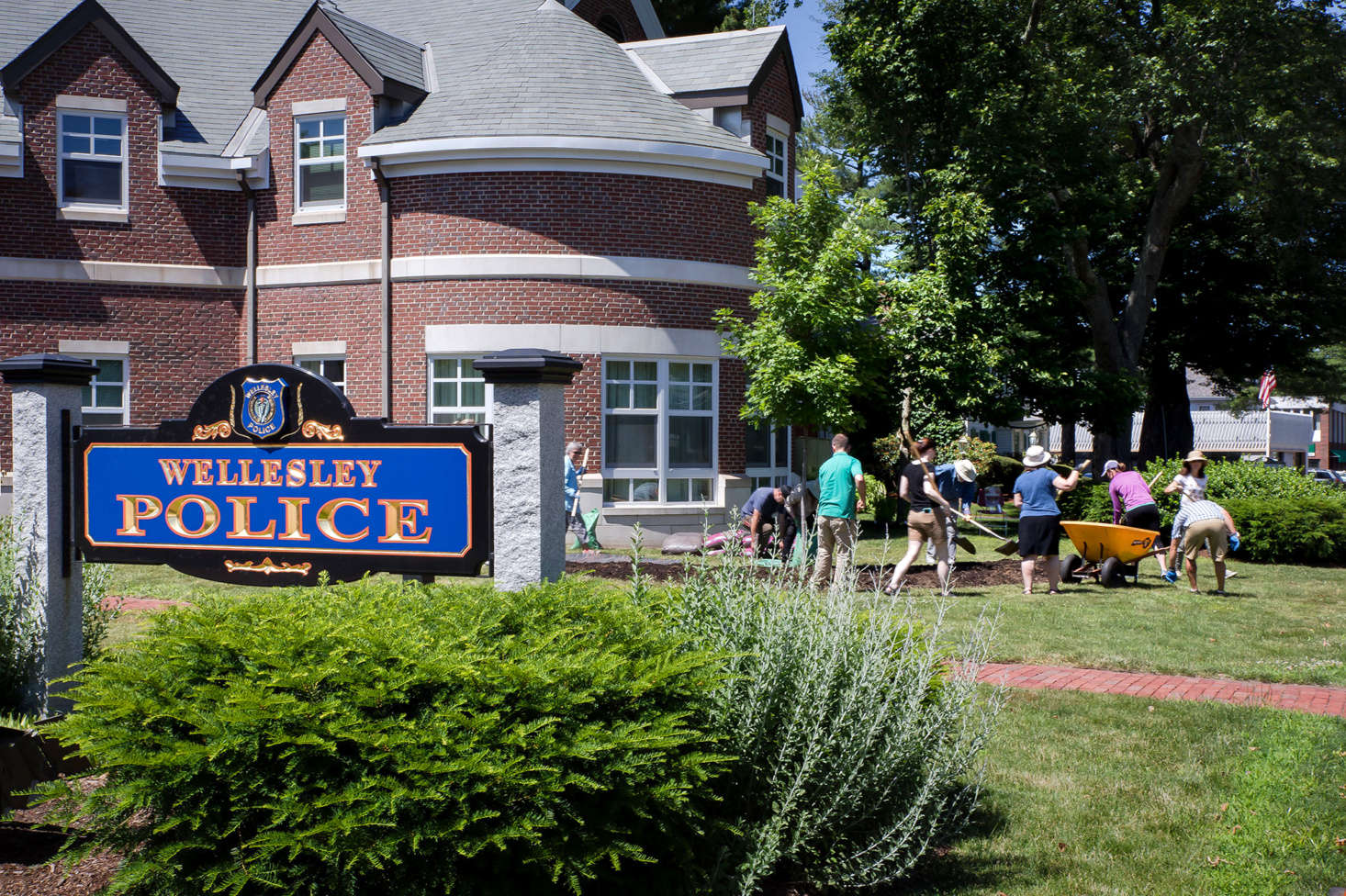 Habitat destruction is a leading cause in the decline of native pollinators. Fortunately one does not need a large plot to have a demonstrable impact. Located in the heart of a busy suburban neighborhood, the native garden at the Wellesley Police Station is a mere 150 square feet.