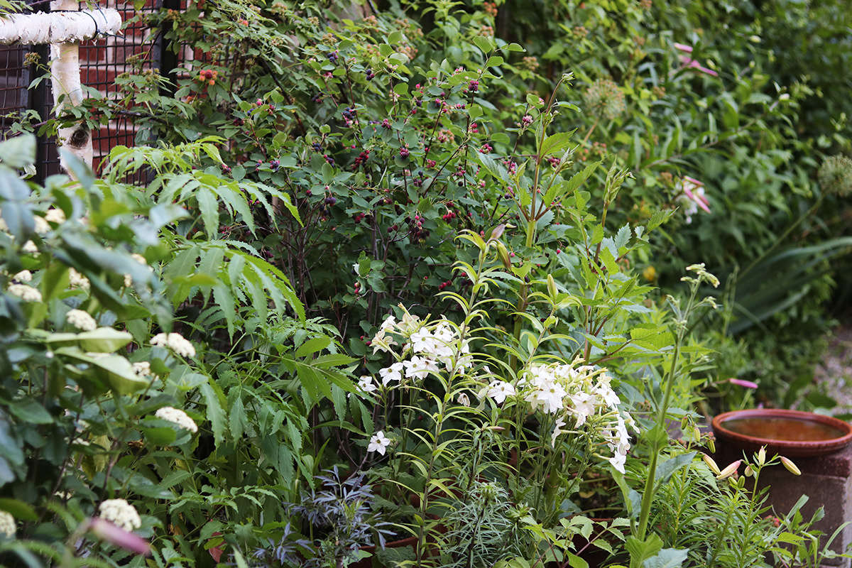 In winter these pots look barren (even if a perennial is lurking beneath their topping of mulch). But by summer they resemble the hedgerow I intended, a place rich with foliage, flowers and the bustling lives of beneficial insects, as well as their prey.