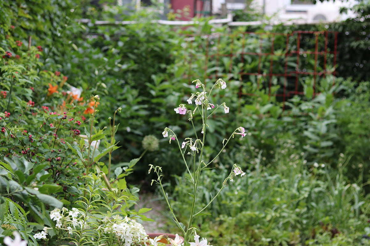 I began growing airy, annual Nicotiana mutabilis—one of the ornamental tobaccos—in our Harlem garden, using it for seasonal height and also in the hopes of luring hummingbirds (it worked).