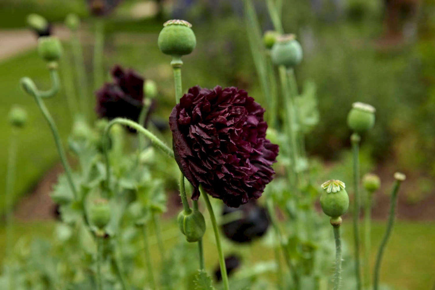 gardening 101 opium poppy gardenista