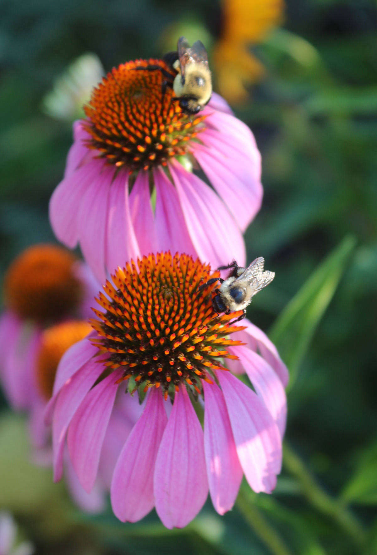 Attracting bees and beneficial insects boosts local biodiversity.