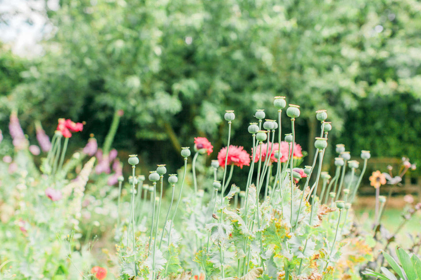 Post-bloom, poppy seed heads add texture to floral arrangements.