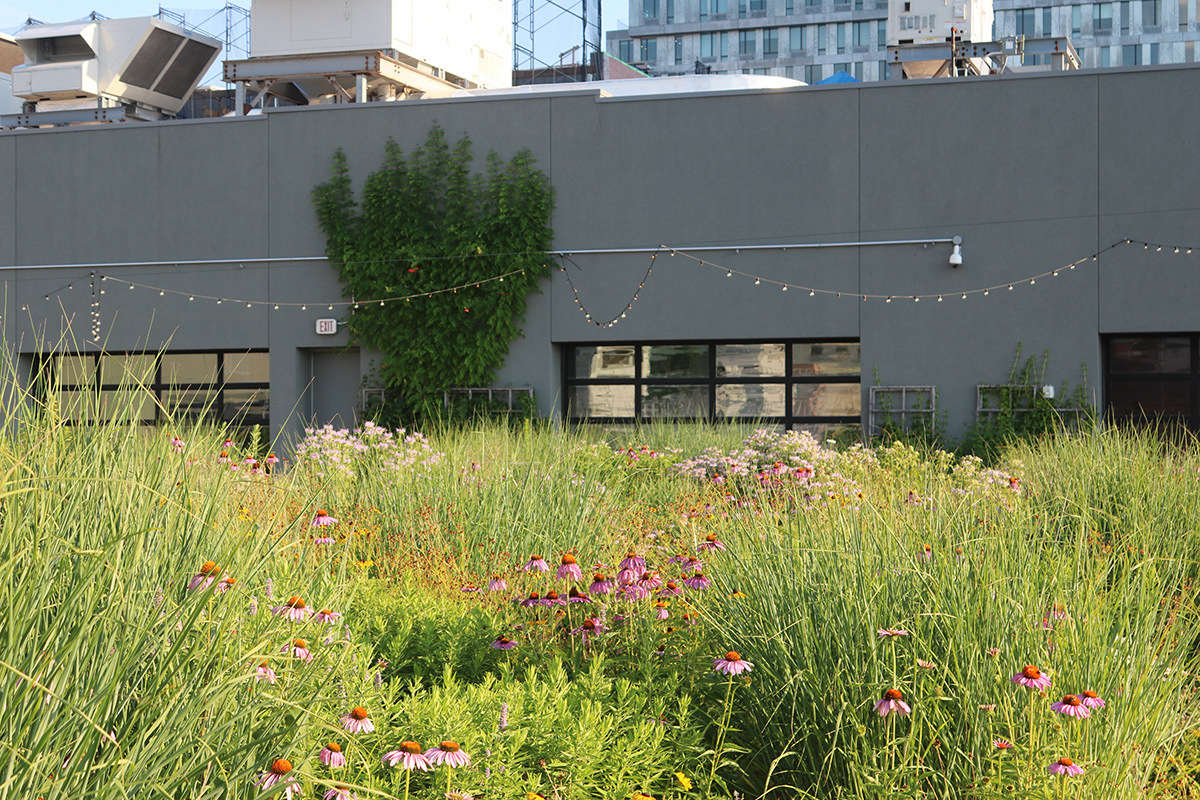 Schantz says that her goal in creating this garden was to make a lush field of wildflowers that would bloom from spring to fall. “We wanted it to be colorful and wild, and feature mostly native and medicinal plants.”