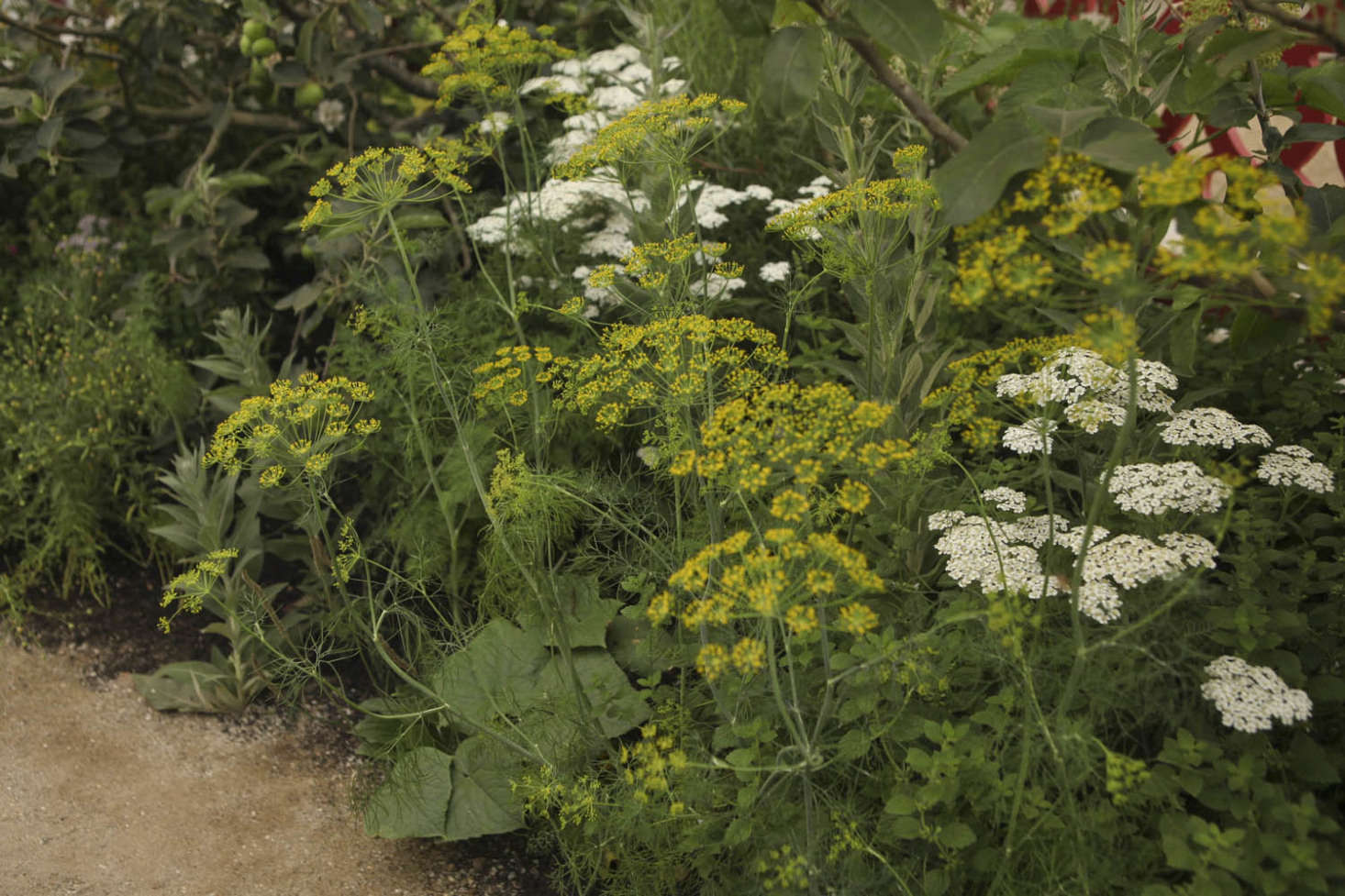 Dill, a natural insect-repelling plant, blooms above cucumbers. Photograph by Jim Powell for Gardenista, from data-src=
