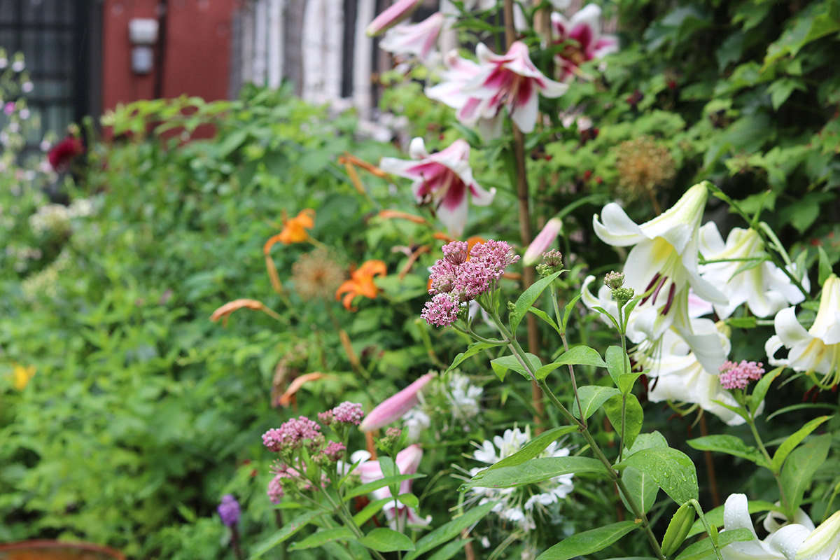 In the rear third of the garden I plant in the narrow beds that existed when we moved in.