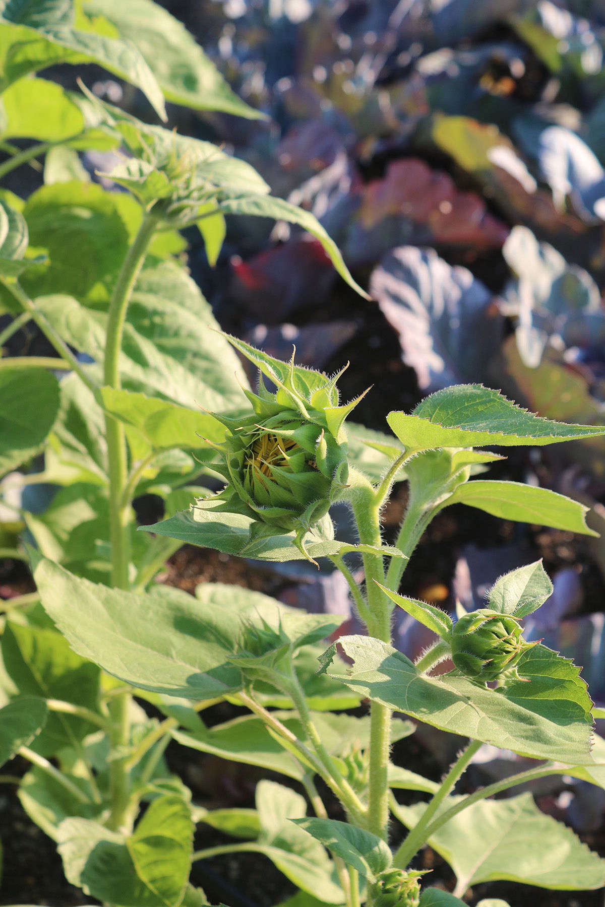 In the vegetable garden beds, brassicas share space with sunflowers (planted in part to feed snacking migratory birds, while some studies have shown that they might be a good trap crop).