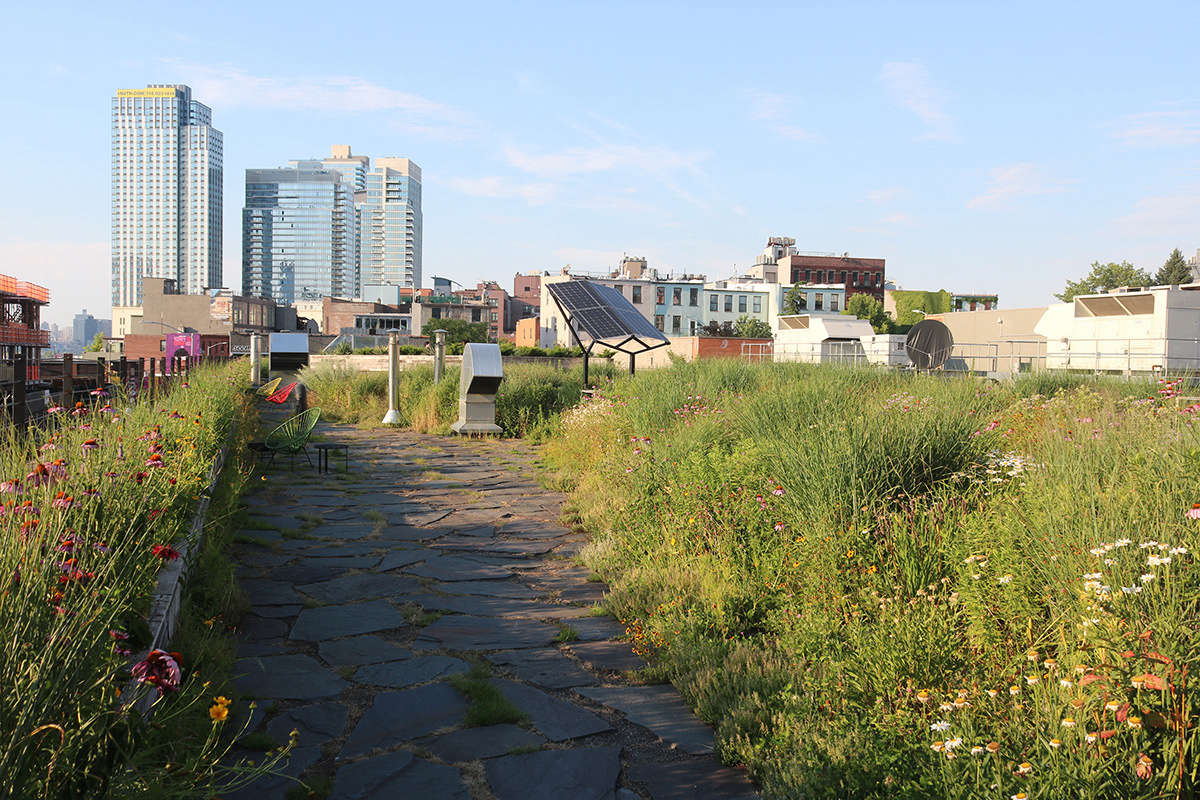 Despite the apparent wildness of this compelling garden, it still needs to be “intentionally maintained,” as Natale describes the actual labor of gardening. Weeds make this a challenge.