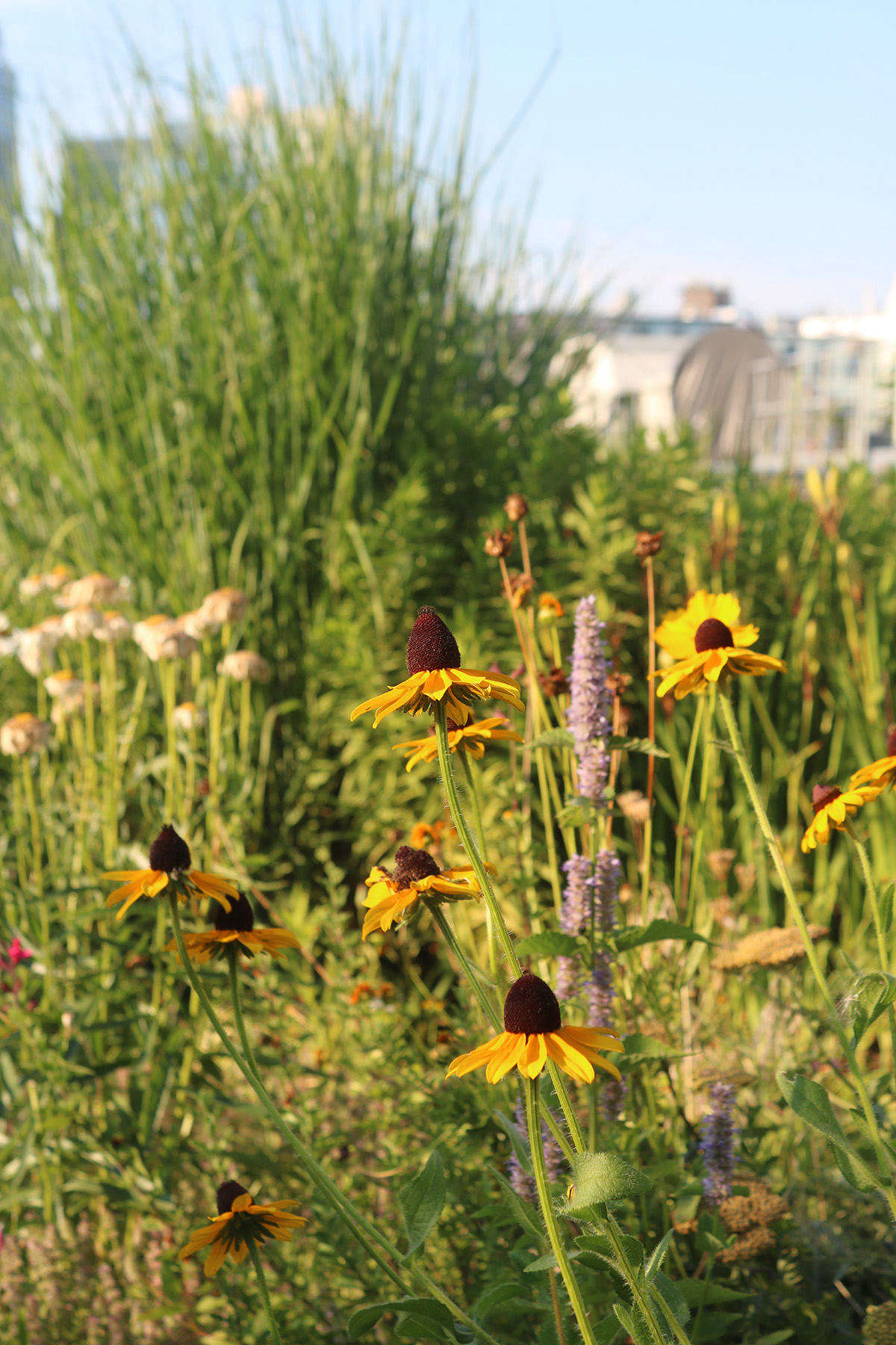 Resilient rudbeckia is a stand-out and long-blooming choice for full-sun gardens.