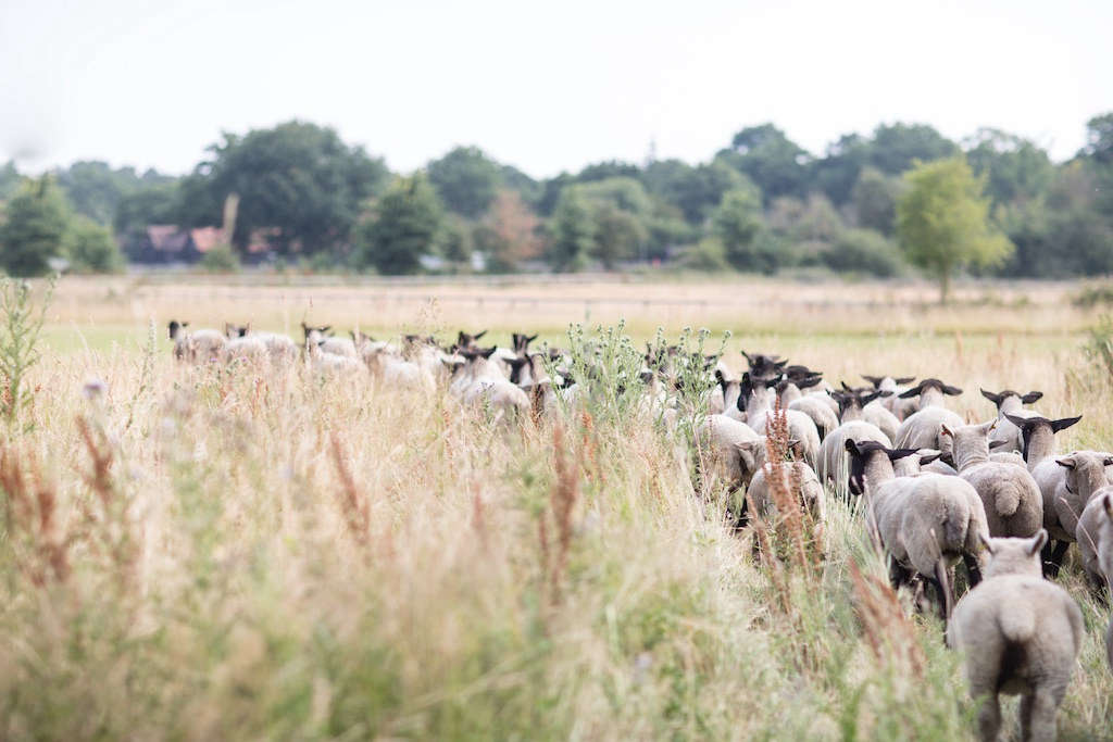 The farm has a herd of 50 Suffolk sheep, as well as 200 Rhode Island Red chickens, which are used exclusively for egg laying, and a herd of Jersey cows for dairy.