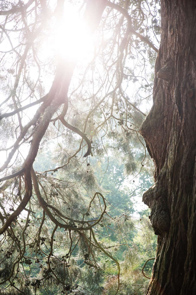 The arboretum—which includes many rare trees, such as the Lebanese cedar and a Monterey pine —had been left untended for years. “Many trees had died or were being swallowed up by rhododendron,” says Bailey.