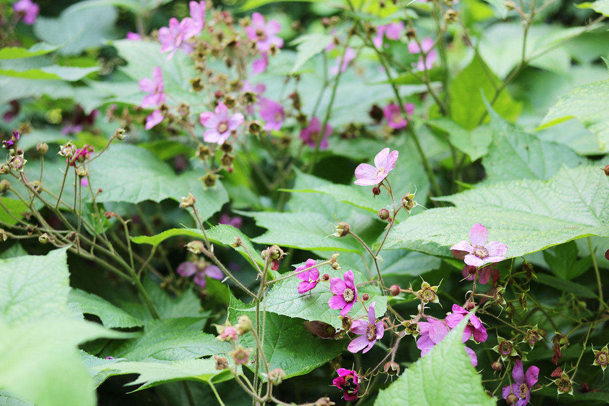 Blooming in early summer, the rose-like flowers of purple-flowering raspberry are exuberantly ornamental, as well as lightly scented. When not in bloom, the maple-shaped leaves distinguish it from the palmately compound and prickly leaves of wineberry, which shares the same habitats.