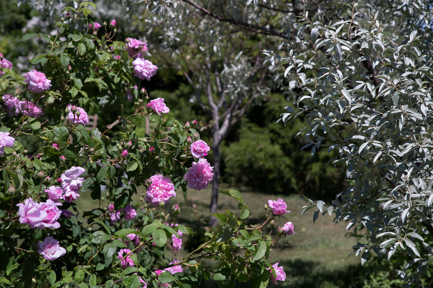 An heirloom damask rose called 