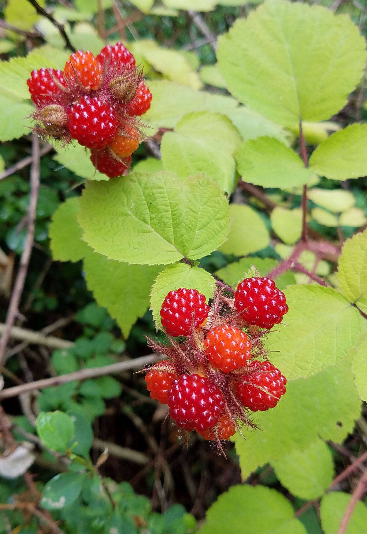 Juicy wineberries were introduced to North America in the 90s as breeding stock for raspberries and have now naturalized widely, displacing native berries and other species.