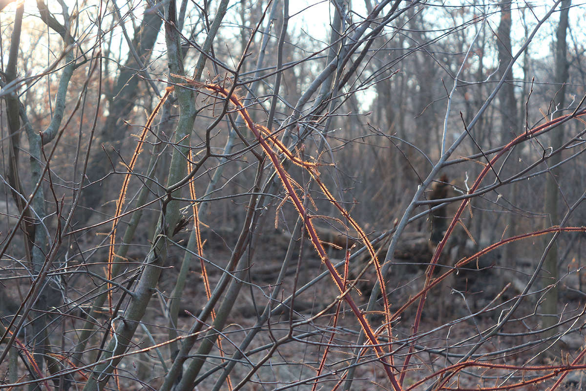 The densely furry and prickly red canes make wineberries easy to identify, especially in winter when no foliage covers them.