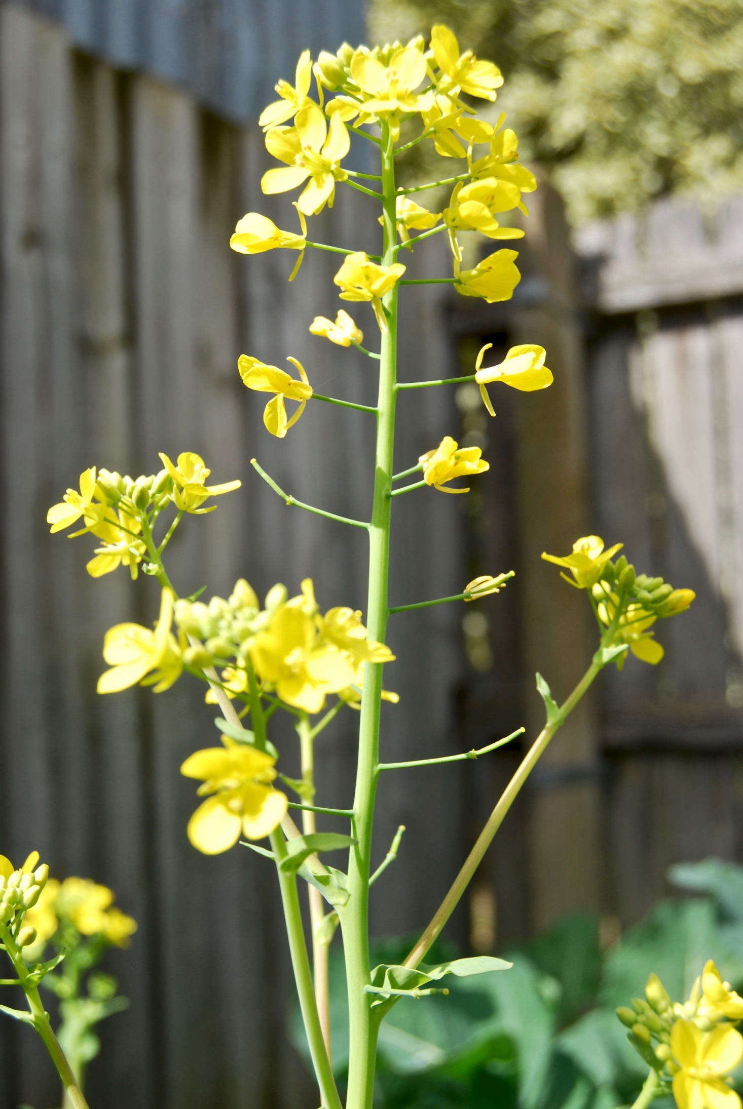 Bolted bok choy. Photograph by Jade Craven via Flickr.