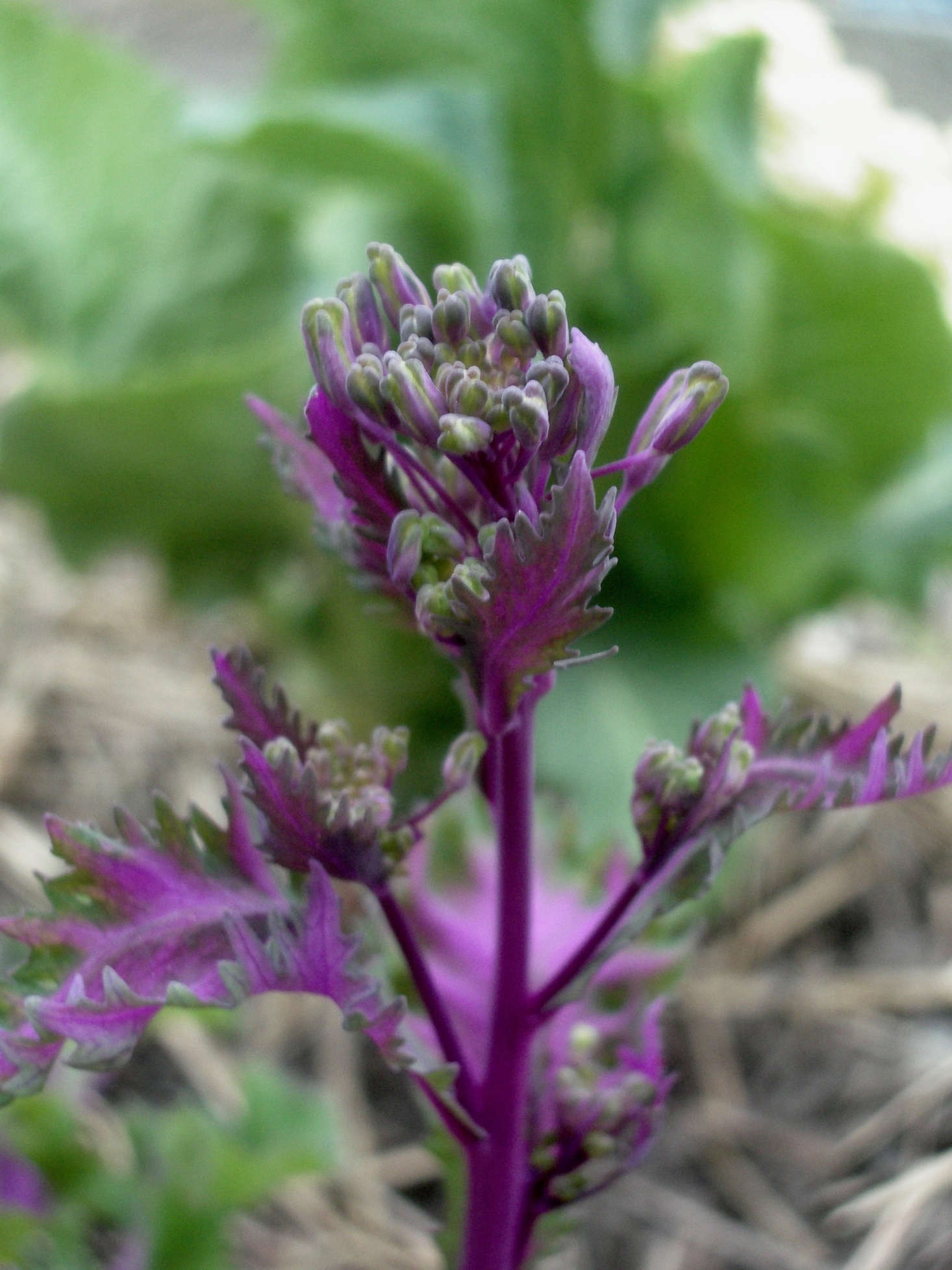 Bolted kale. Photograph by Keith Rowley via Flickr.