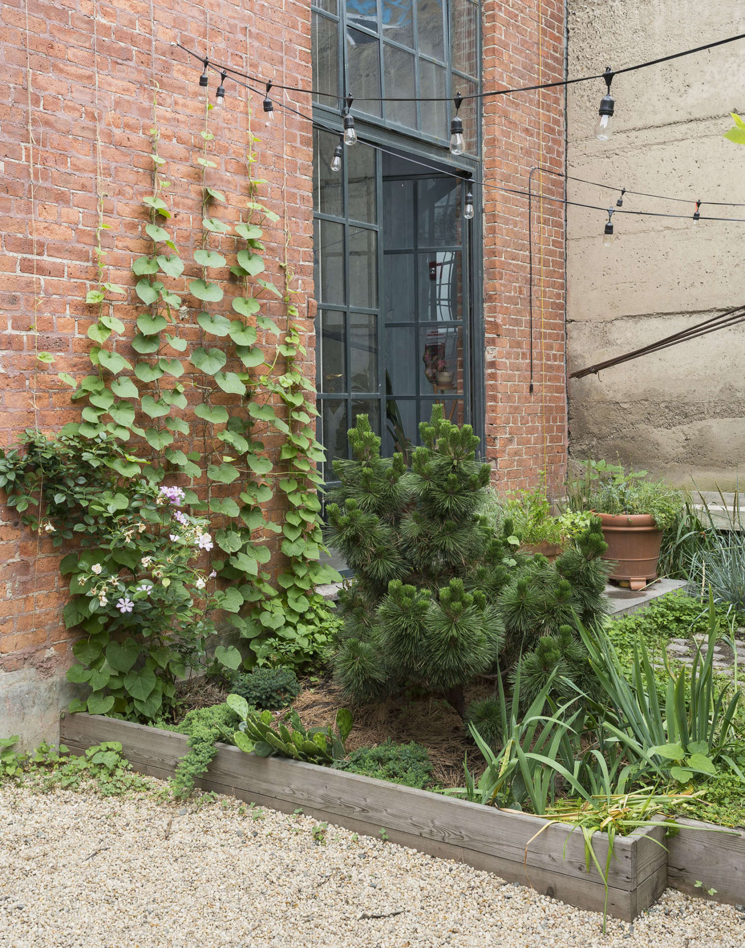 In a garden bed anchored by a Japanese black pine tree (at center), purple morning glory vines are trained to grow vertically on a string trellis. Grow your own with our tips: Morning Glory: A Field Guide to Planting, Care & Design.