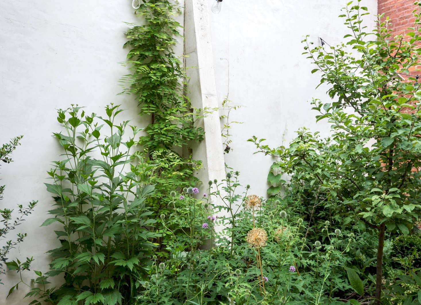 Wisteria, alliums, verbena are planted against a white backdrop.