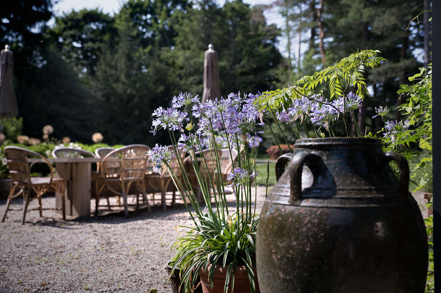 Plantings and garden accents such as agapanthus and urns maintain the Mediterranean feel.