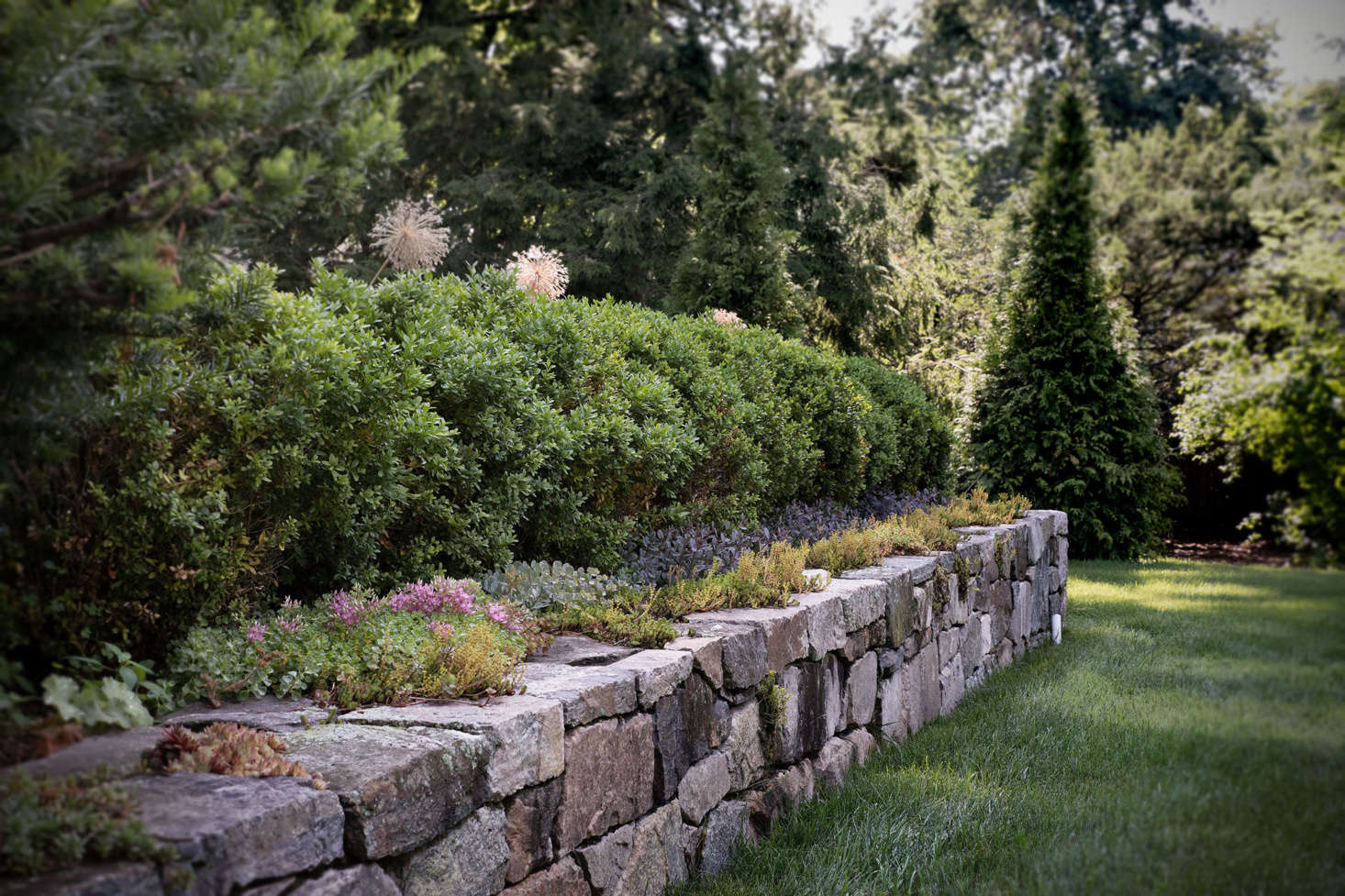 Old stones interplanted with mosses and creeping ground covers make the newly constructed wall seem age-old.
