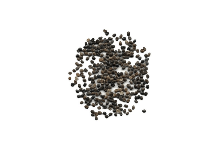 Wild Perennial Lupine Seeds (available in quantities of from class=