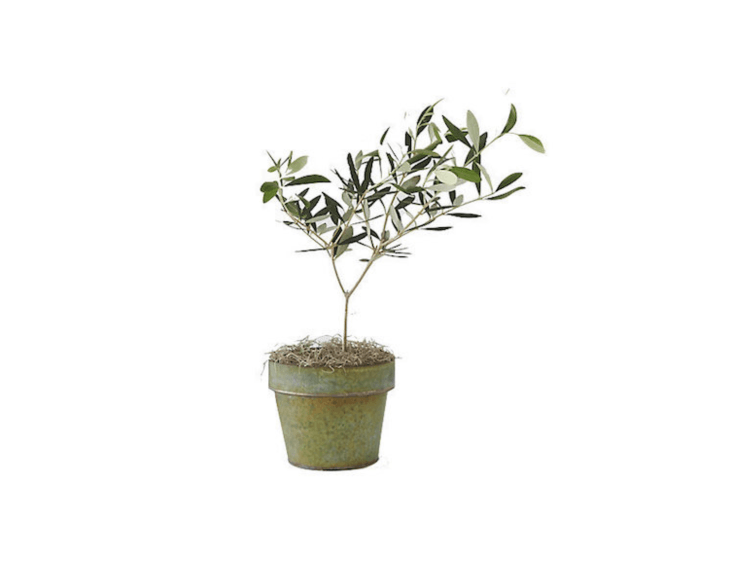 A similar -inch-high live Olive Tree (in a black metal pot, not shown) is $48 from Terrain.