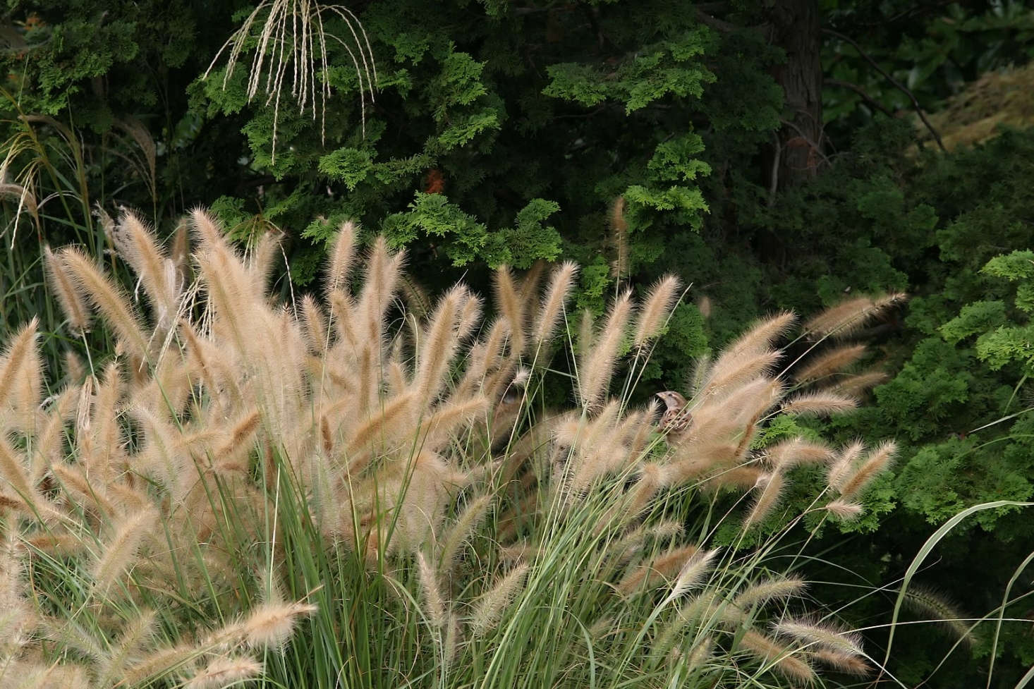 Low-growing Panicum virgatum 