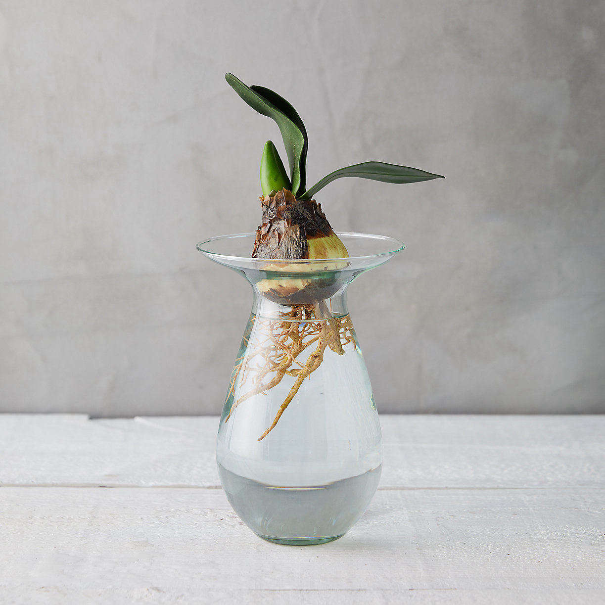 Gardening 101 Amaryllis Gardenista