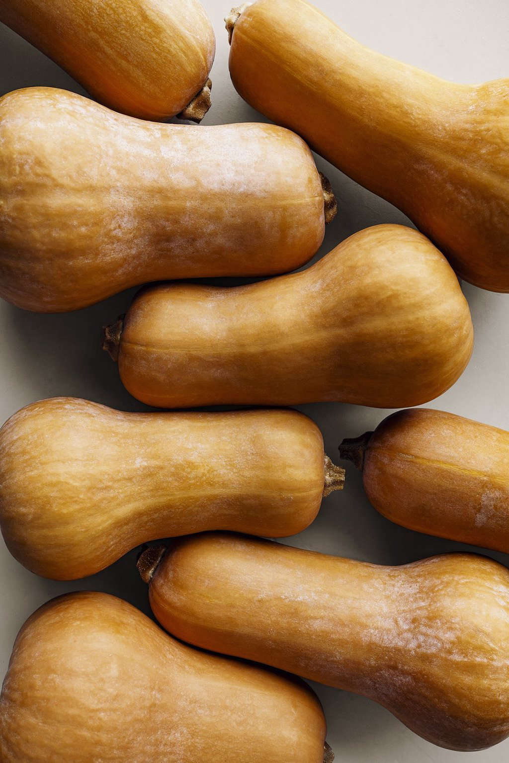 Trial Variety Butternut 66data-src=