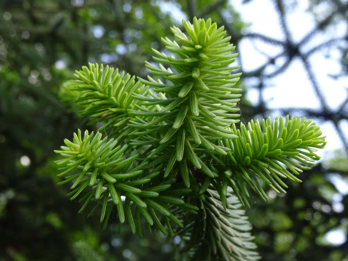 gardening 101: fir tree