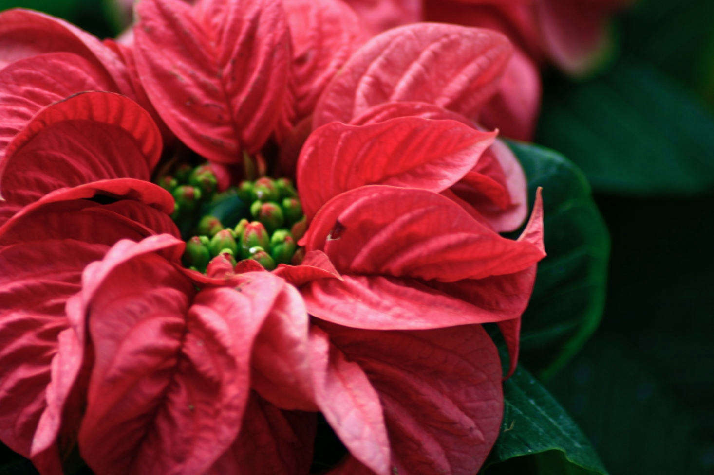 Batumi Botanical Garden Address Finder