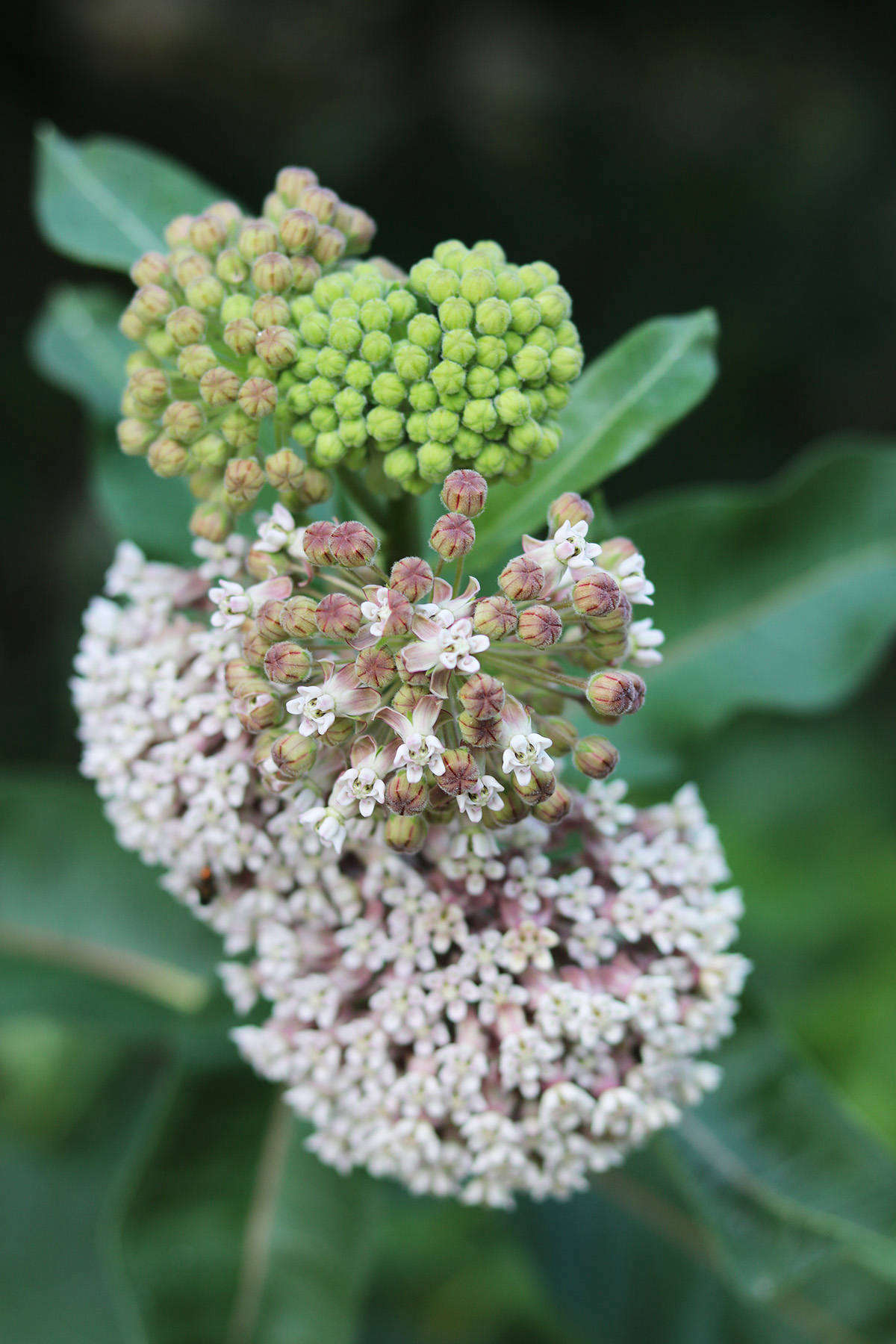 While in my kitchen common milkweed is a standard and loved multi-seasonal vegetable, most people still view this indigenous food plant as either an ornamental flower attractive to monarch butterflies, or as a weed. See more growing tips in Milkweed: A Field Guide to Planting, Care, & Design.
