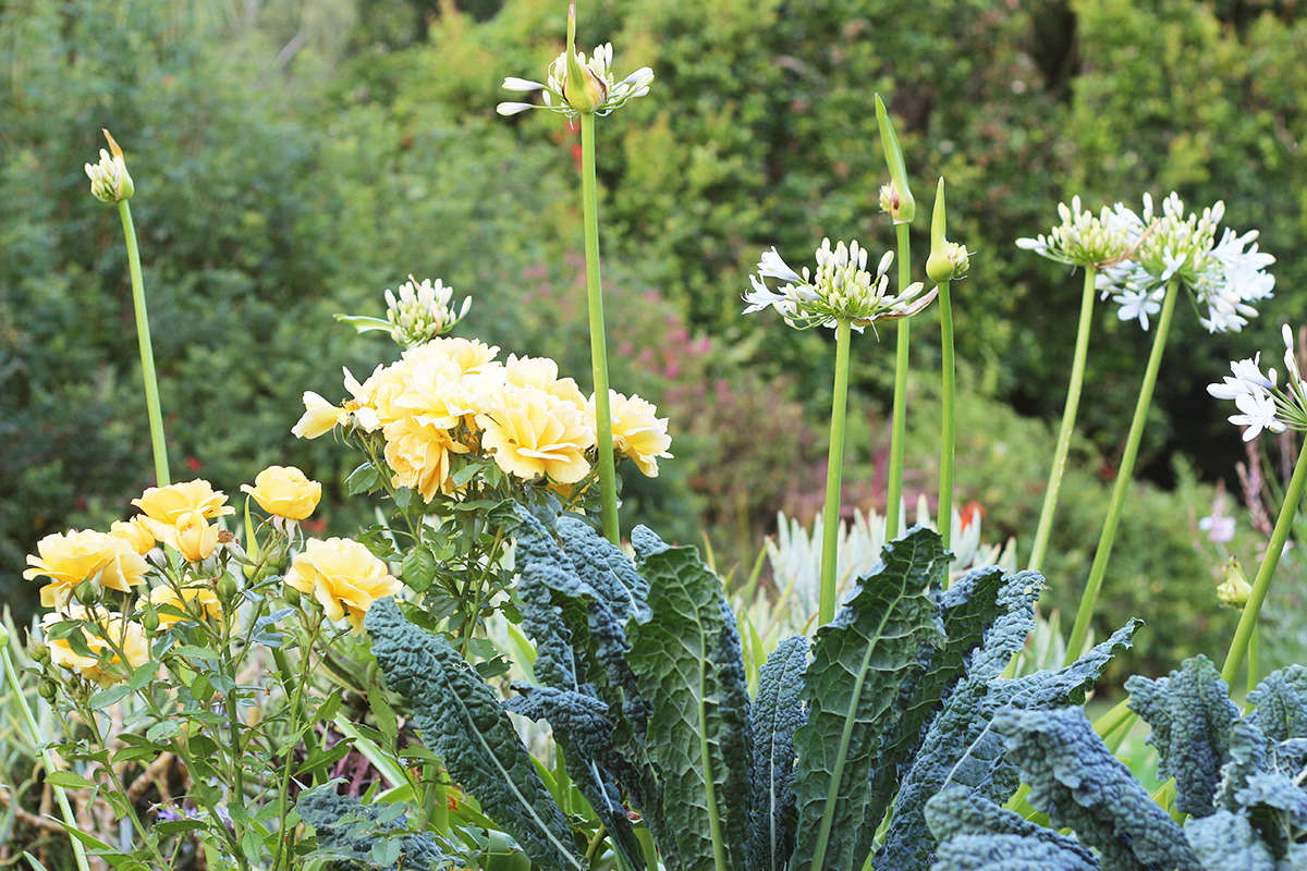 When the lower leaves of 