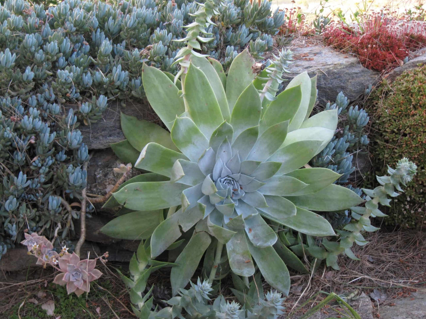 D. brittonii. Photograph via Tree of Life Nursery.