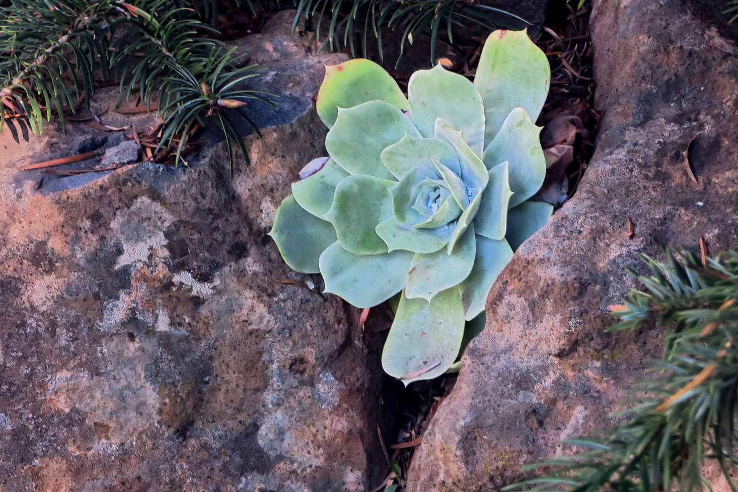 Dudleya pulverulenta (chalk dudleya). “The grayish, chalky (or farinose) covering that gives the species its common name protects it from temperature extremes,” writes photographer John Rusk, who shot this picture in Berkeley, California. Photograph by John Rusk via Flickr.