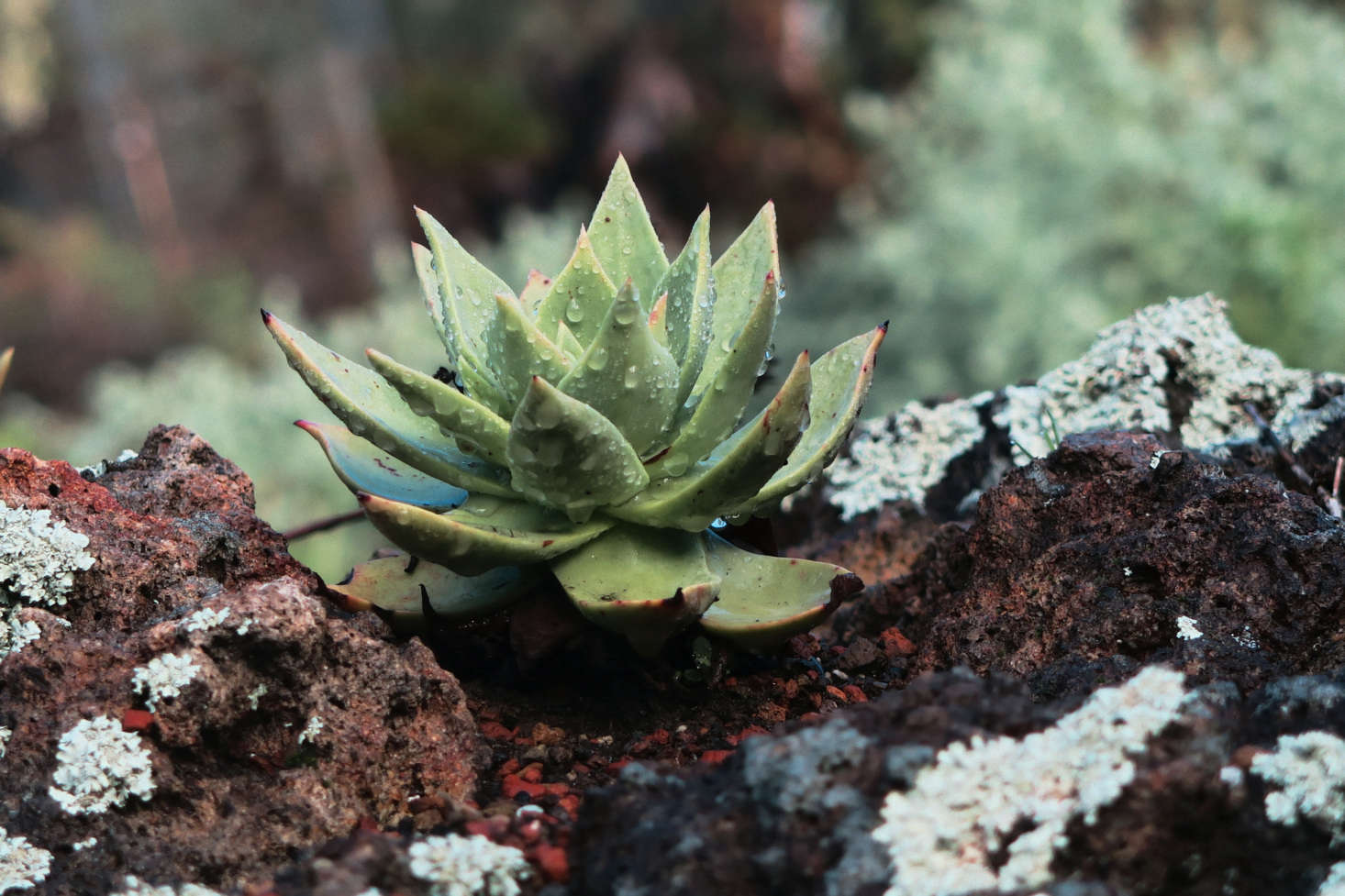 Dudleya candelabrum grows in a rocky spot at Tilden Regional Park near Berkeley, CA. Photograph by John Rusk via Flickr.