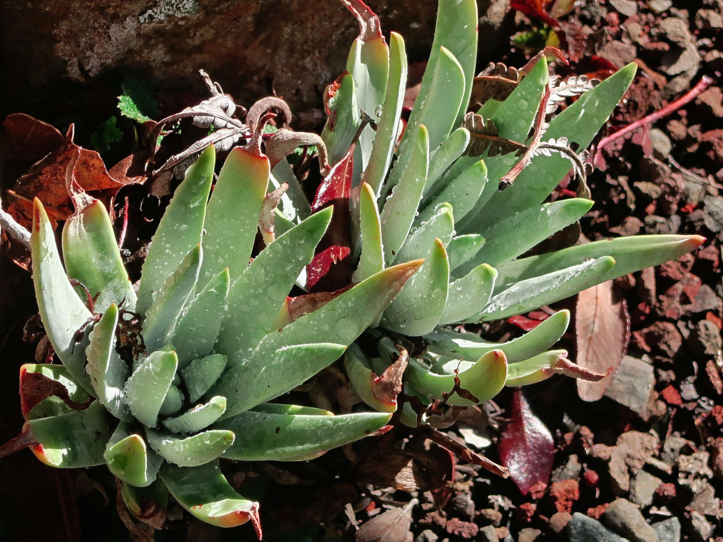 Dudleya virens ssp. insularis (known as island green dudleya). Photograph by John Rusk via Flickr.