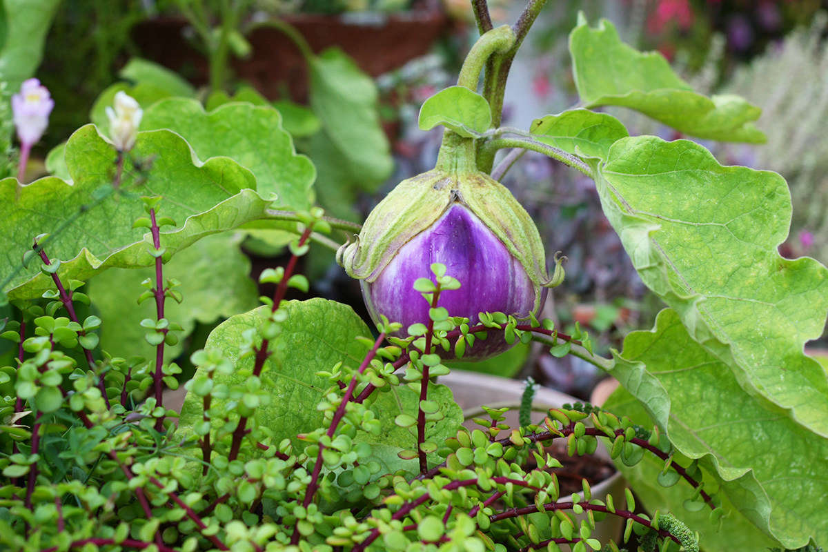 From deep aubergine to absolute white, the variety of eggplants is endless, and their summer fruits are sumptuous.