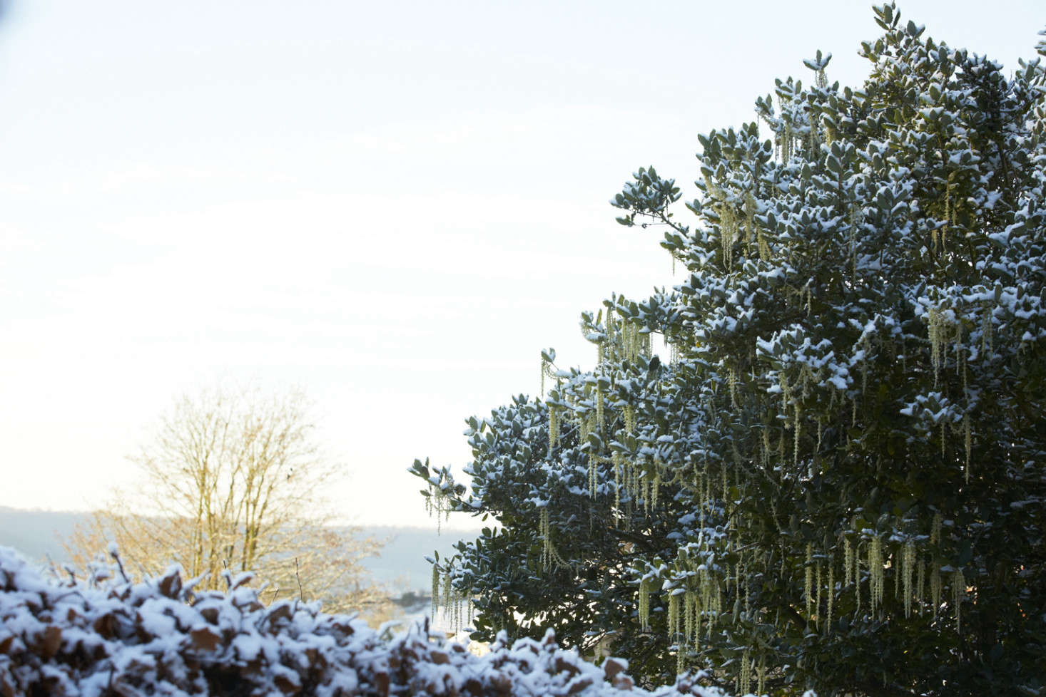Garrya elliptica looks elegant frosted with snow.