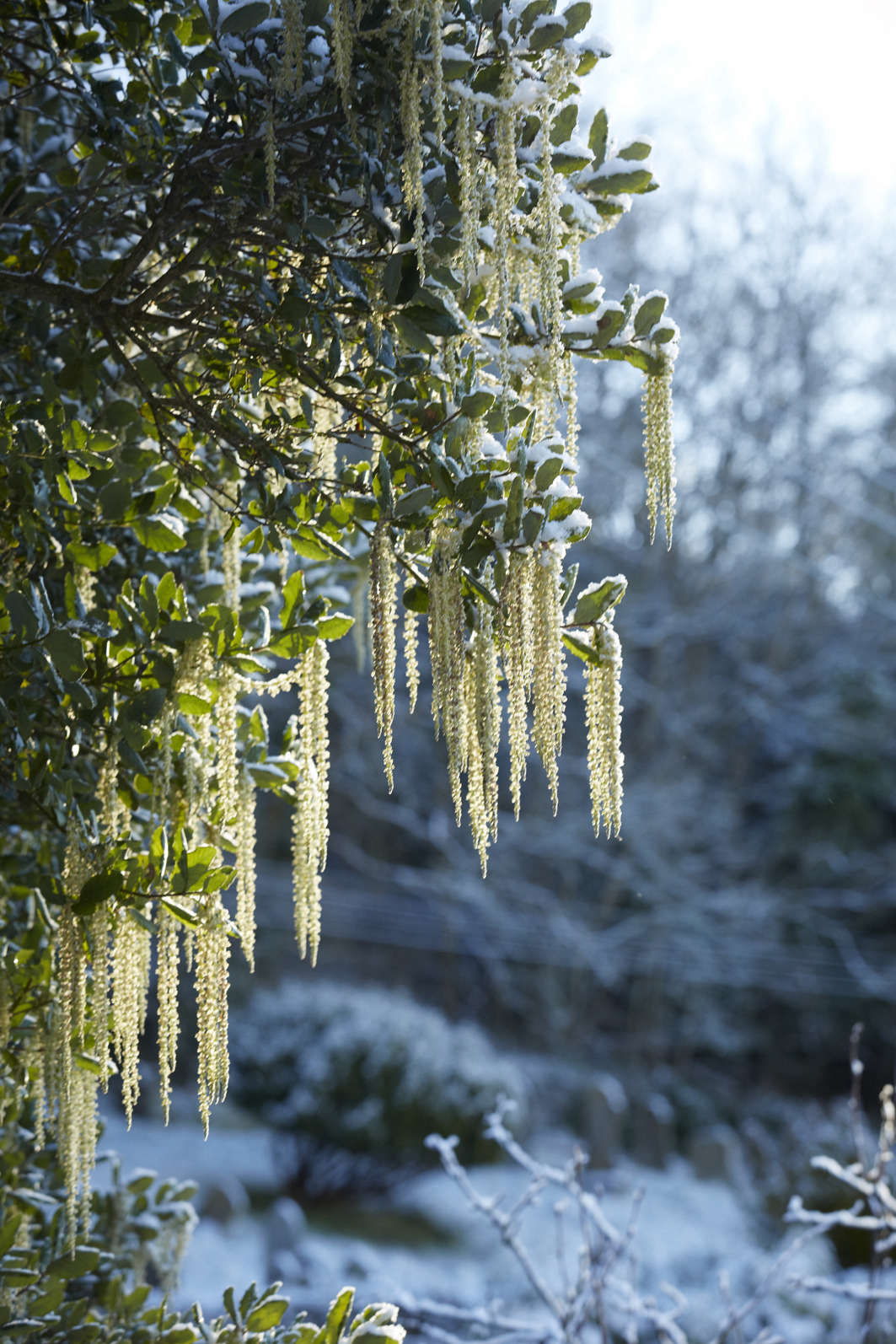 Garrya elliptica in the Cotswolds, England.