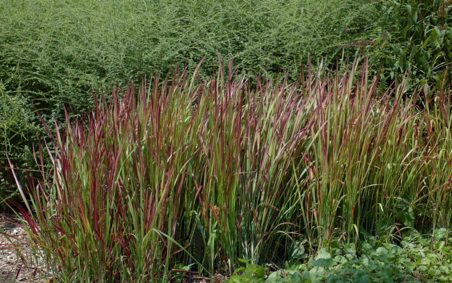 is japanese blood grass toxic to dogs